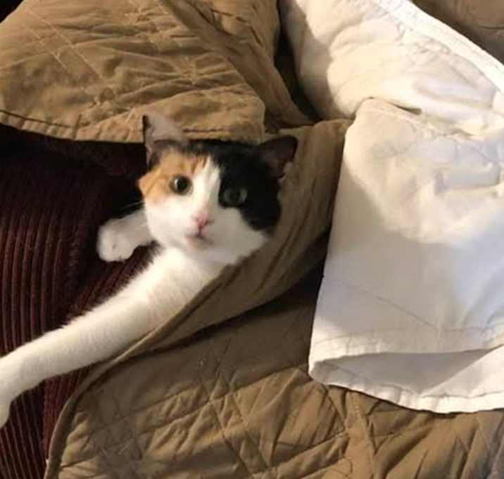Photo of Minnow