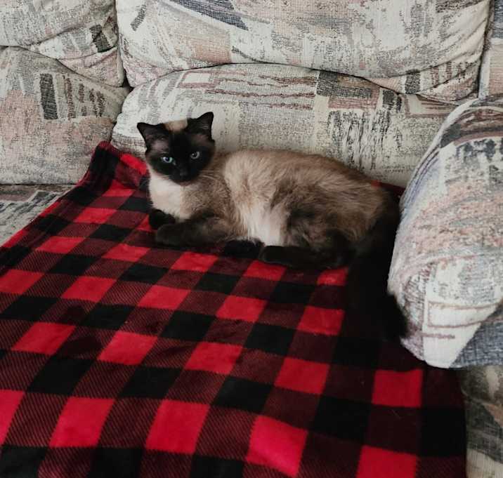 Photo of Pancake