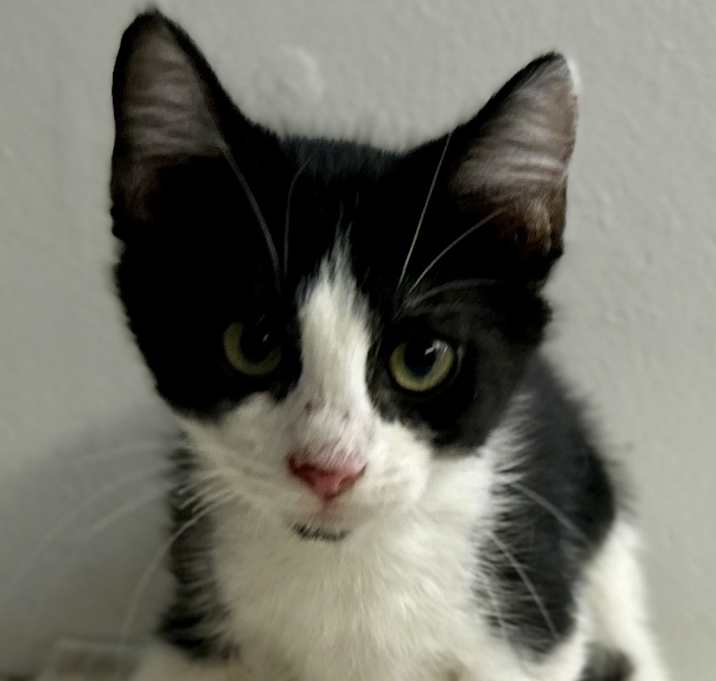 Photo of Ares