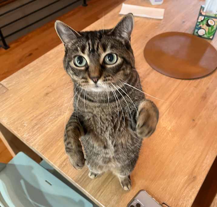 Photo of Nori
