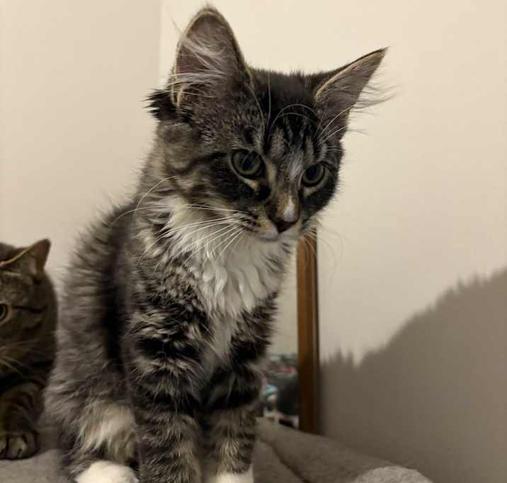 Photo of Olive