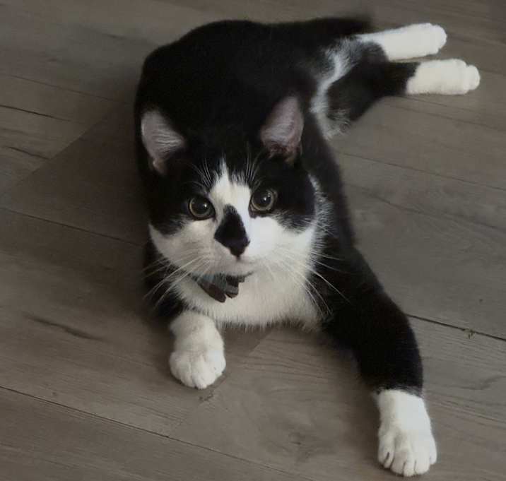 Photo of Figaro