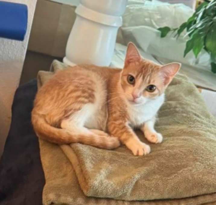 Photo of Honey