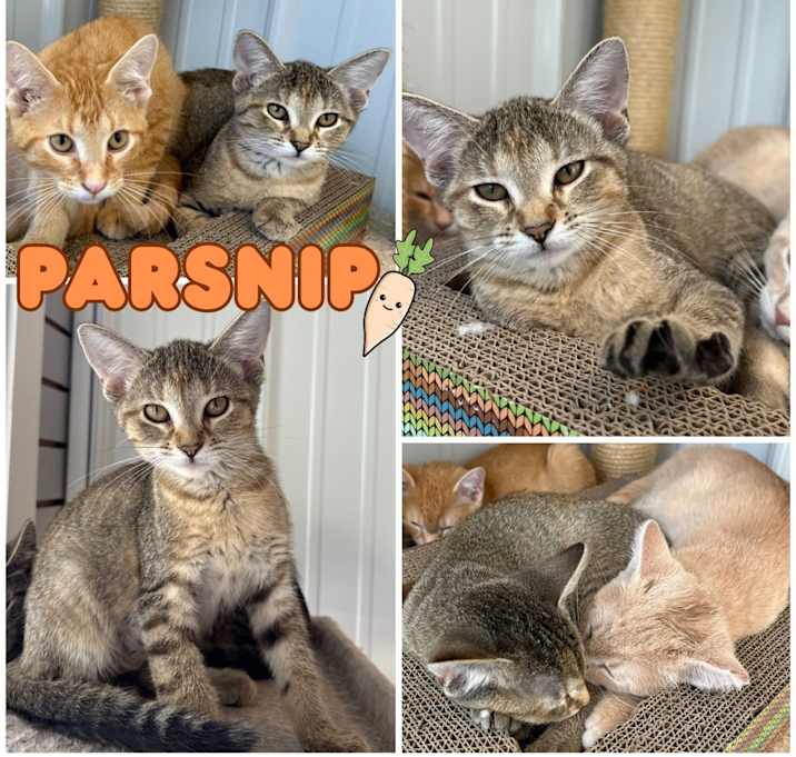 Photo of Parsnip - SR2