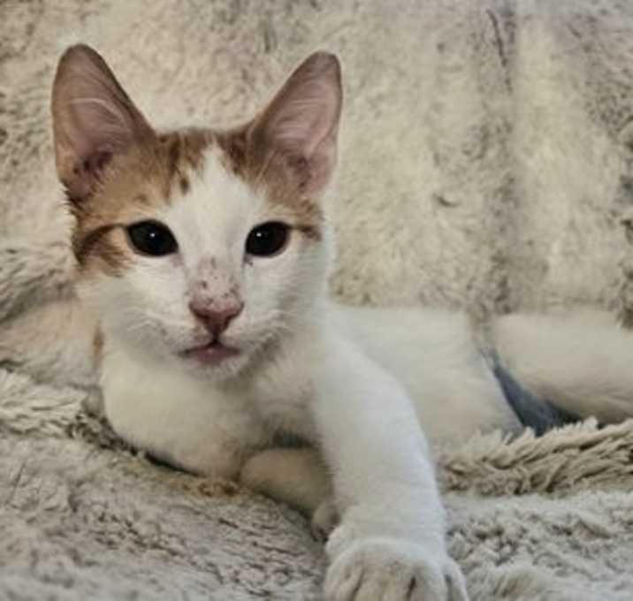 Photo of Twister - Special Needs Kitten