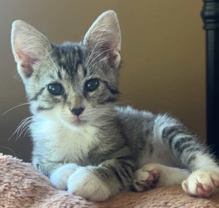 Photo of Hazelnut