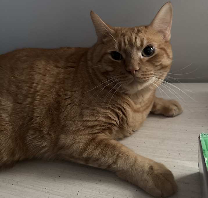 Photo of Taco