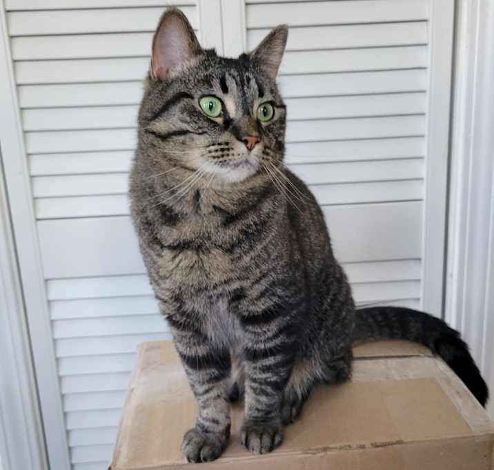 Photo of Mochi