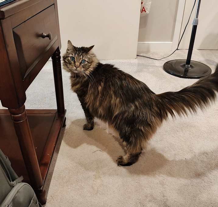 Photo of Oscar