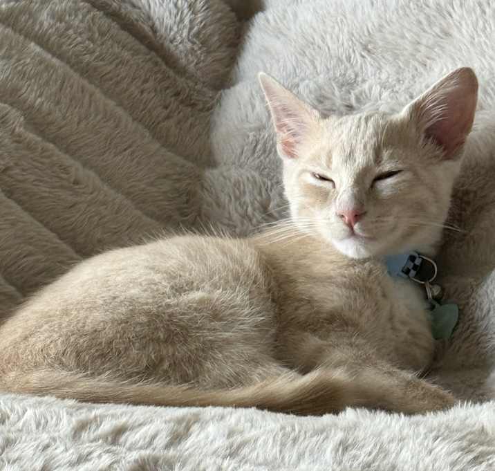 Photo of Moose