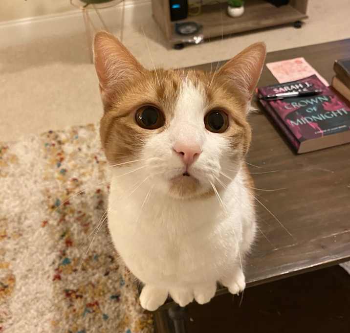 Photo of Peanut