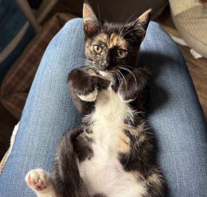 Photo of Dough-Re-Mi (Available for pre-adoption)