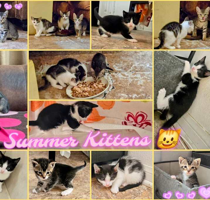 Photo of Summer Kitten Group!