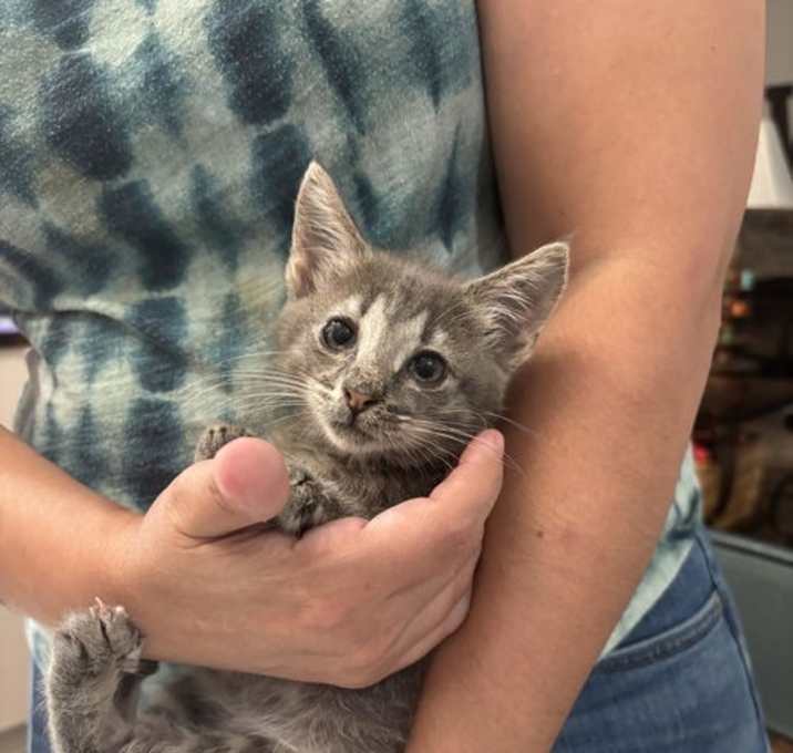 Photo of Alley Agate (Available for pre-adoption)