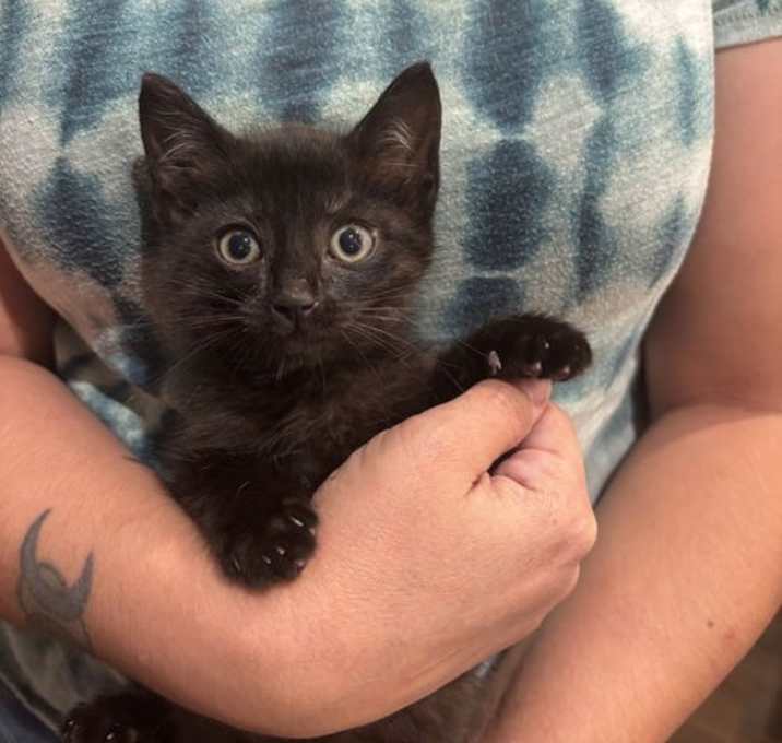 Photo of Tom Bowler (Available for pre-adoption)