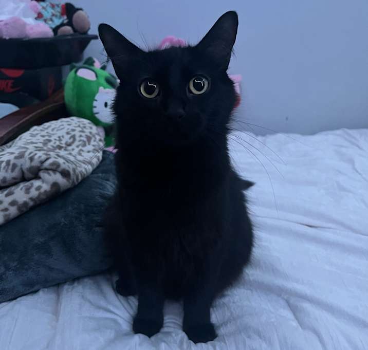 Photo of batman