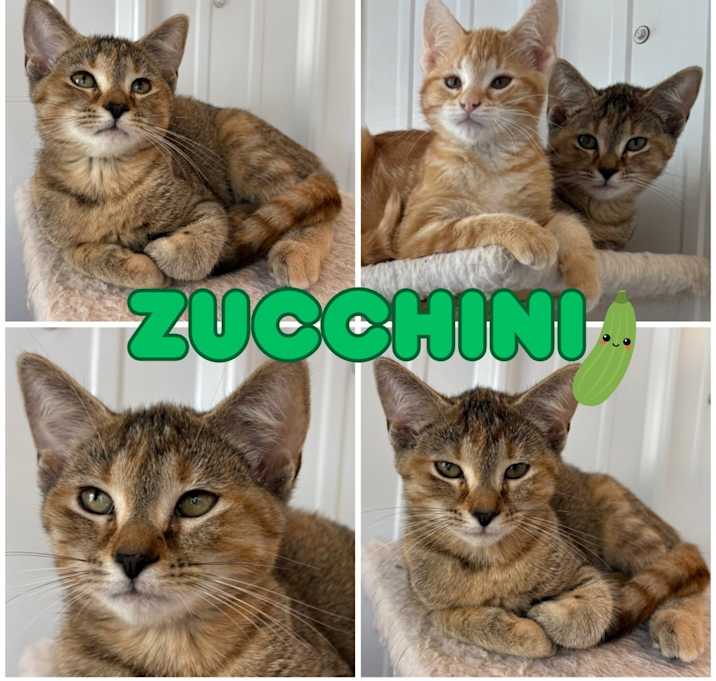 Photo of Zucchini - SR2