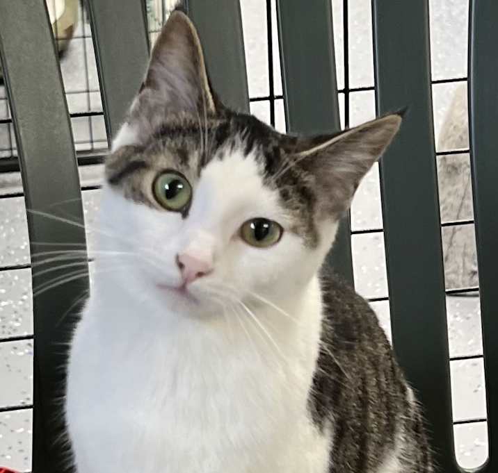 Photo of Star