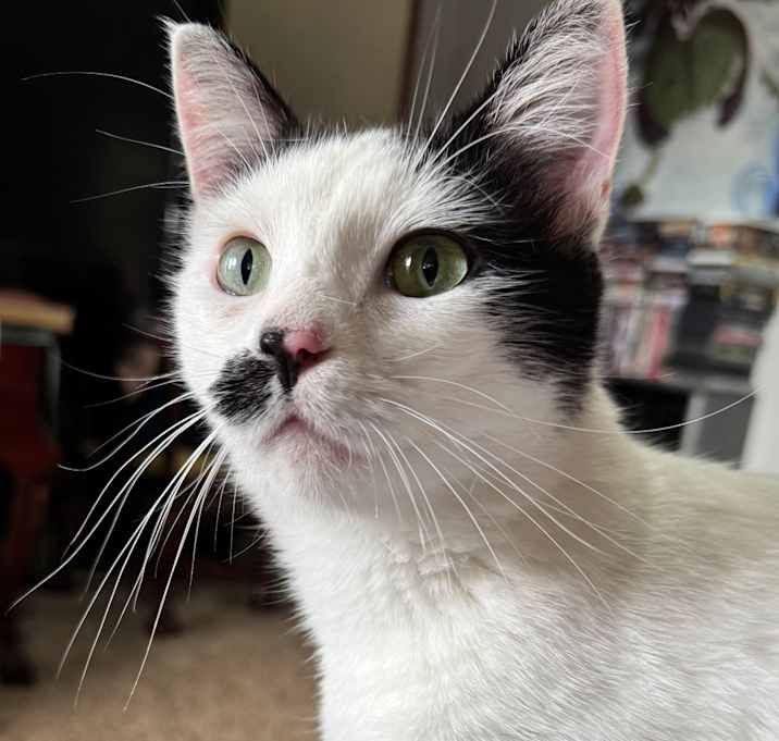 Photo of Valentine