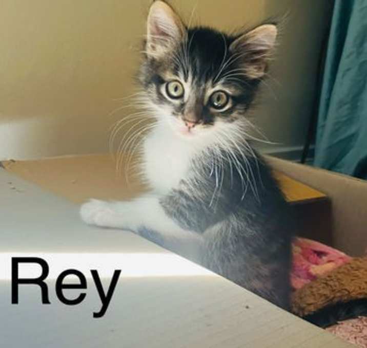 Photo of Rey - male kitten
