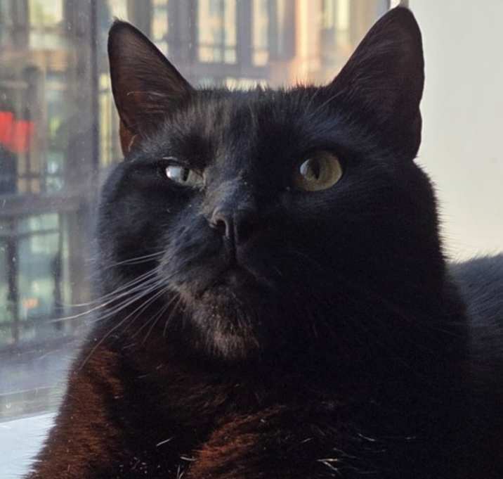 Photo of Obsidian