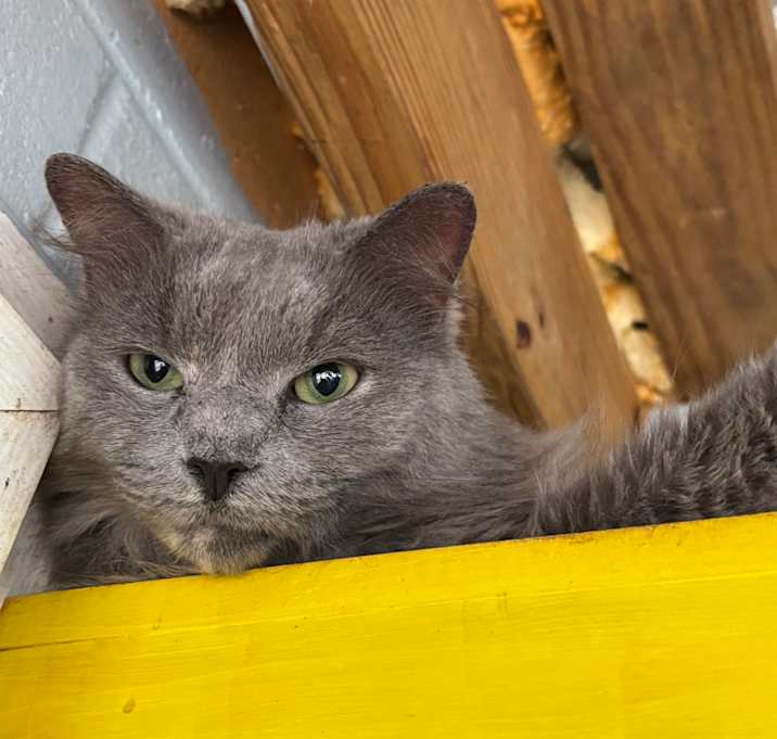 Photo of delilah