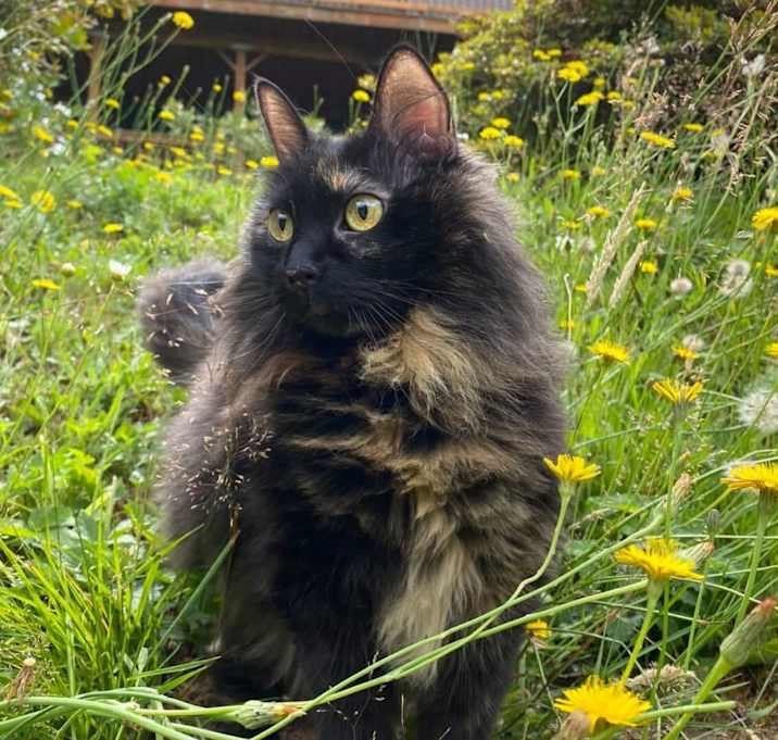Photo of Callie