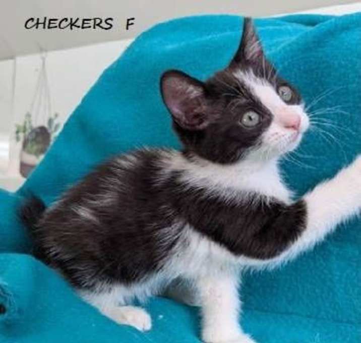 Photo of Checkers