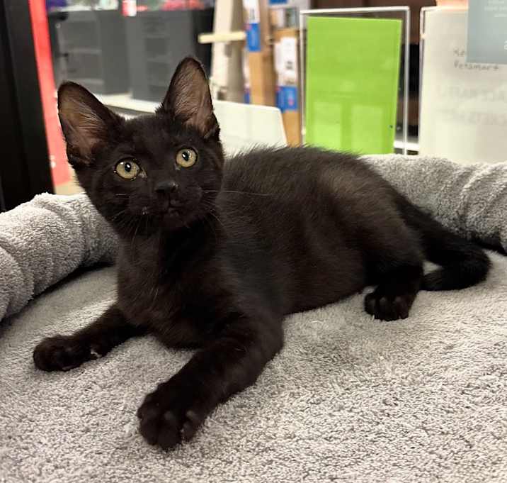 Photo of Cookie