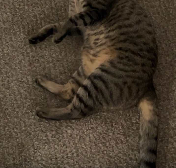 Photo of Oreo