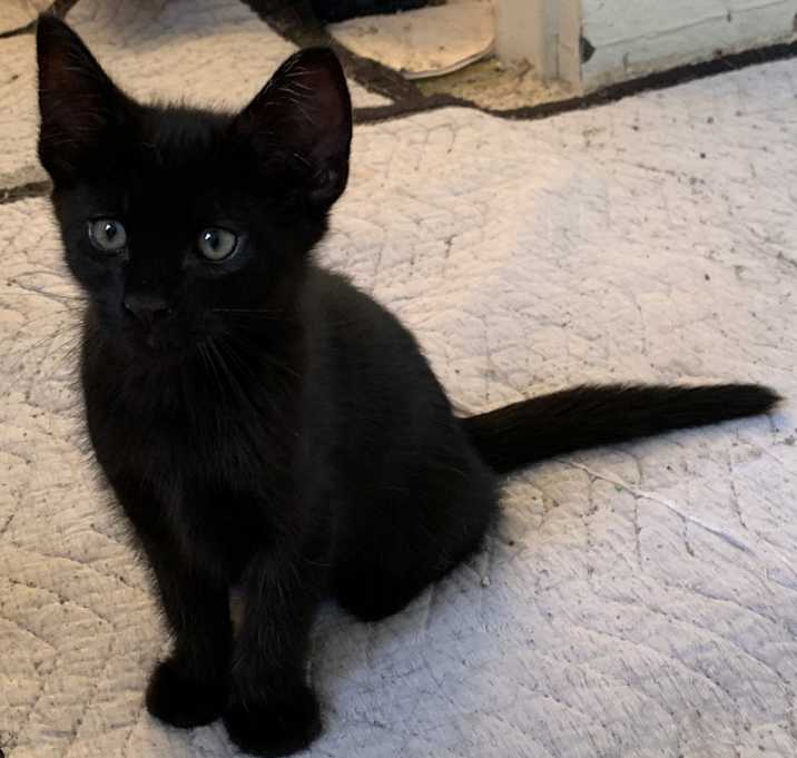 Photo of Luna