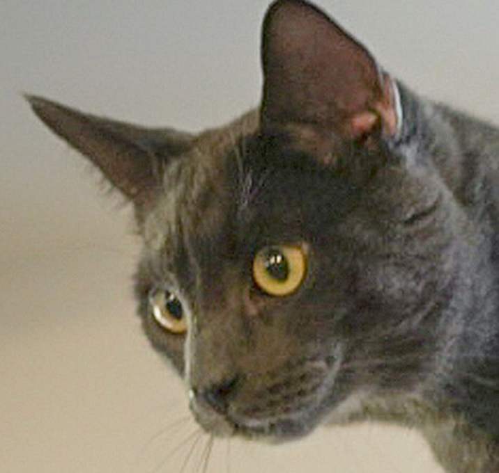 Photo of Earl Grey