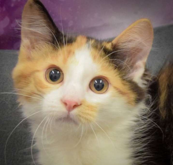 Photo of Daisy