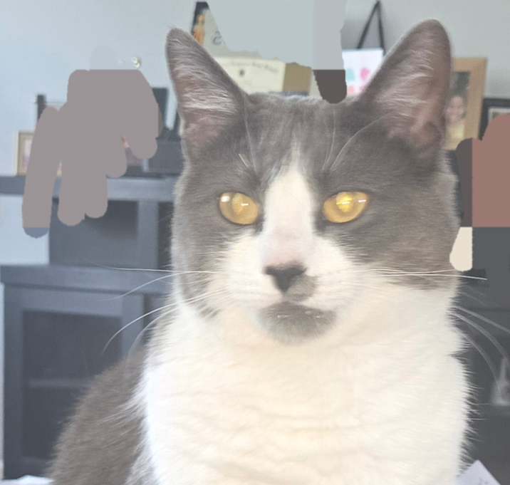 Photo of Peaches