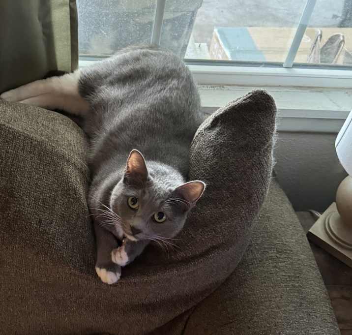 Photo of Luna