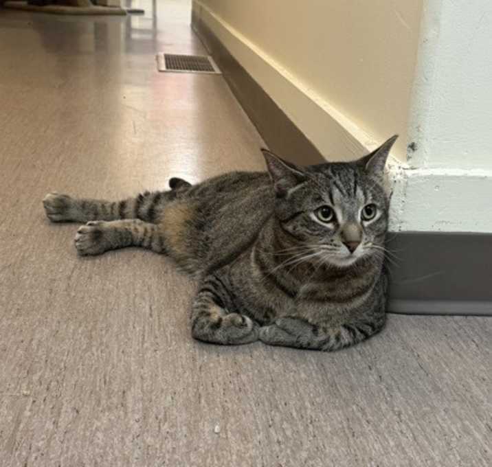 Photo of Holmes (bonded To Watson)