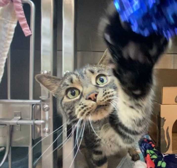 Photo of Watson (bonded To Holmes)