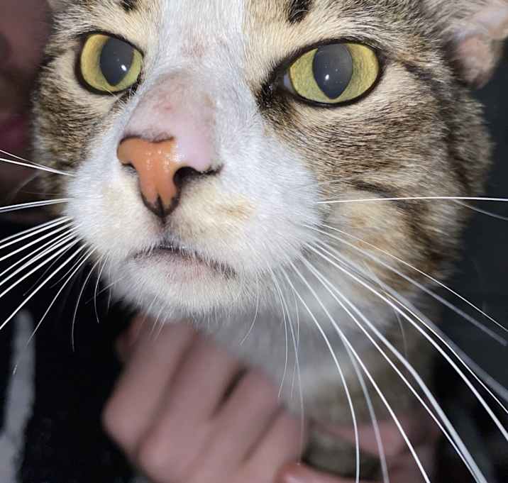 Photo of Bandit