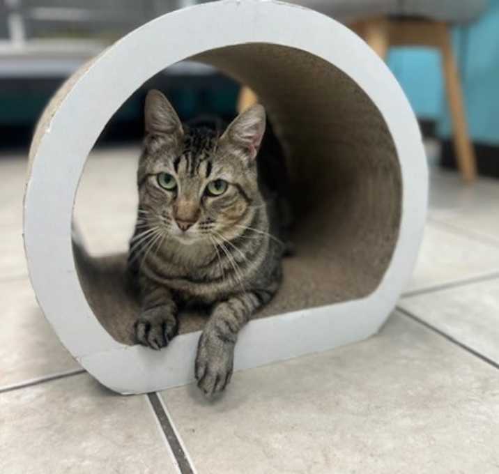 Photo of Ampert (FIV+/FeLV+)