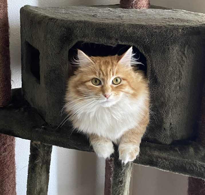 Photo of Rusty