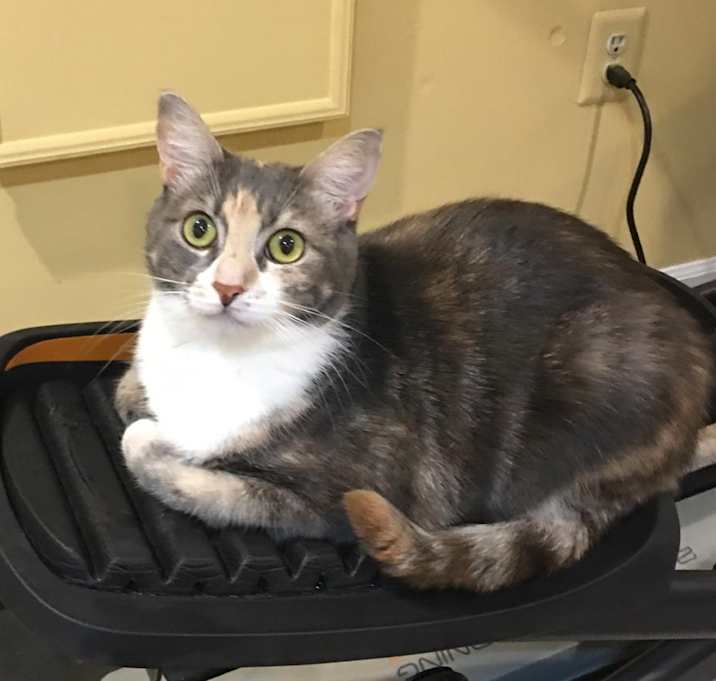 Photo of Willow Girl