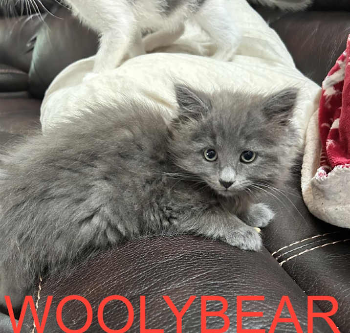 Photo of Shawna's Sweeties- Woolybear