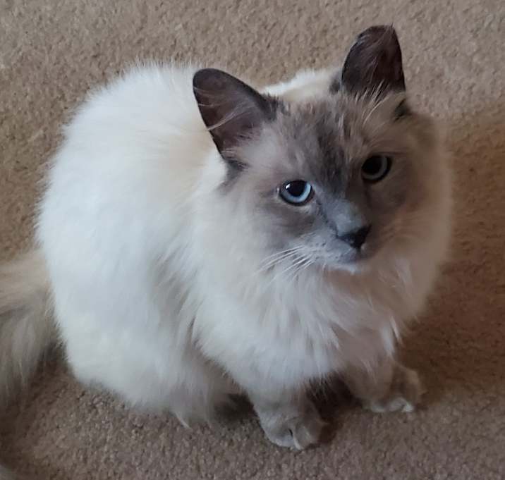 Photo of Ghost and Phantom