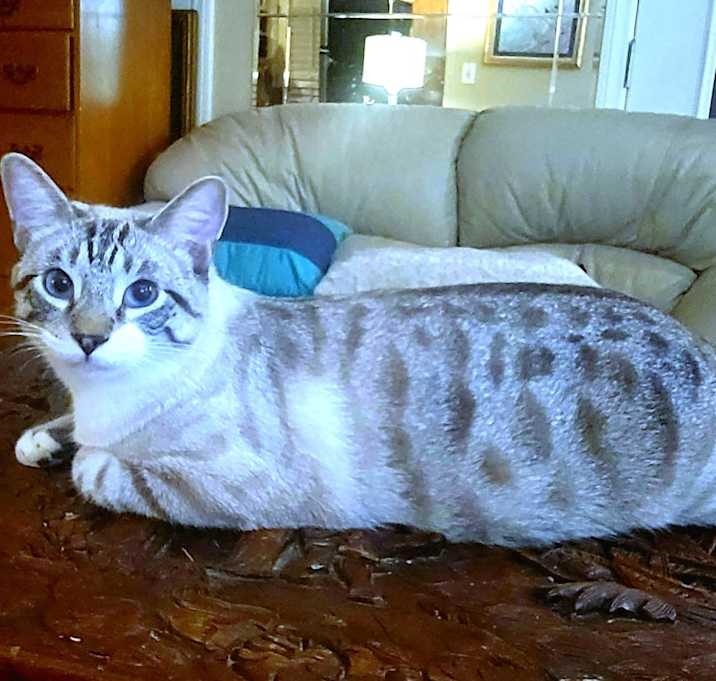Photo of MoMo