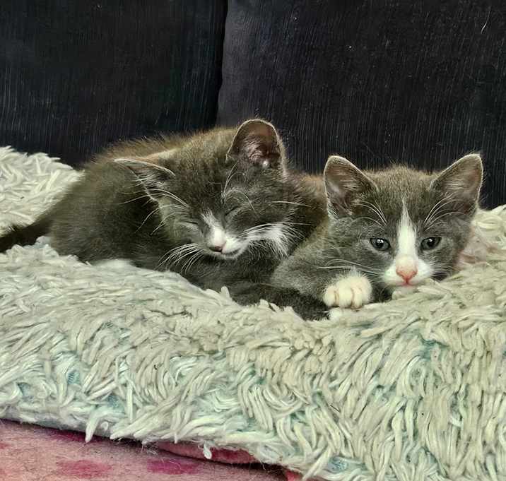 Photo of Beautiful Kittens