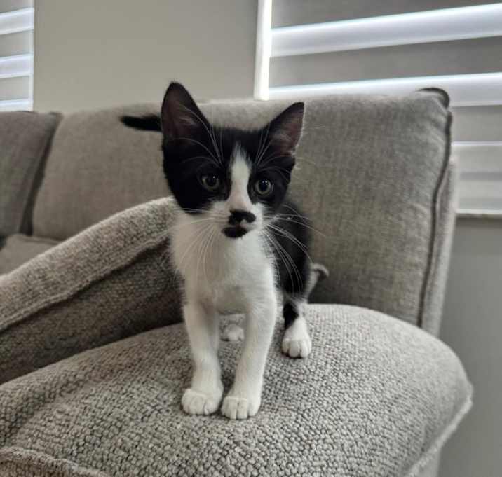 Photo of Panda