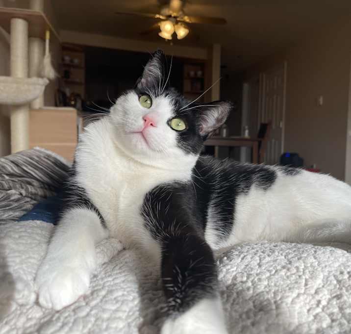 Photo of Frankie