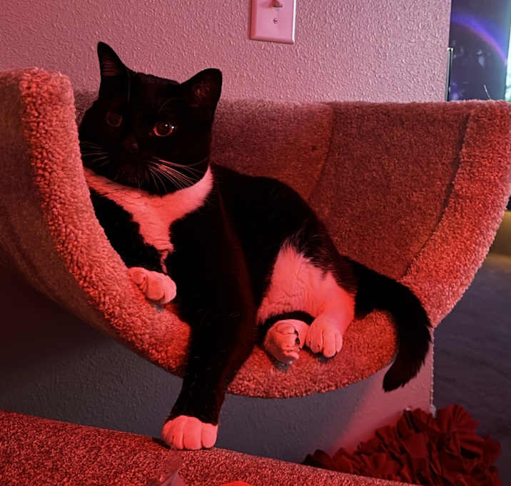 Photo of Juni