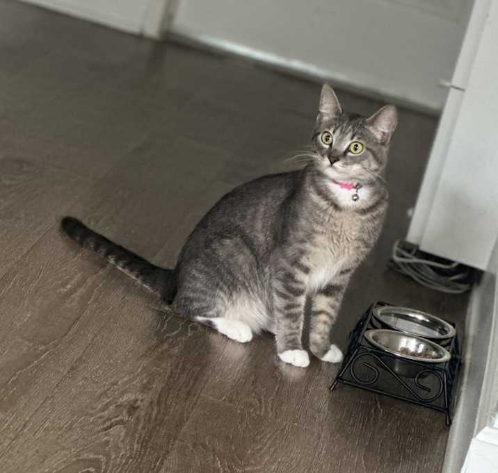 Photo of Lily