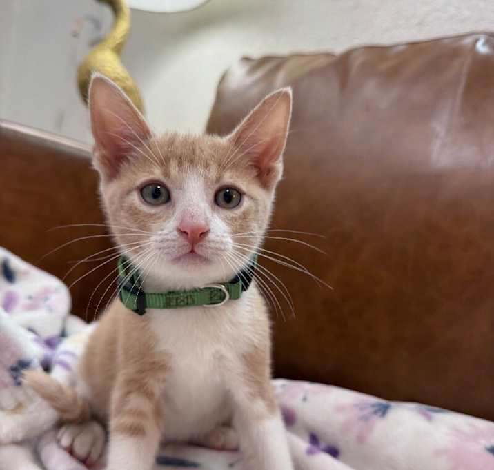 Photo of Peach Sunshine